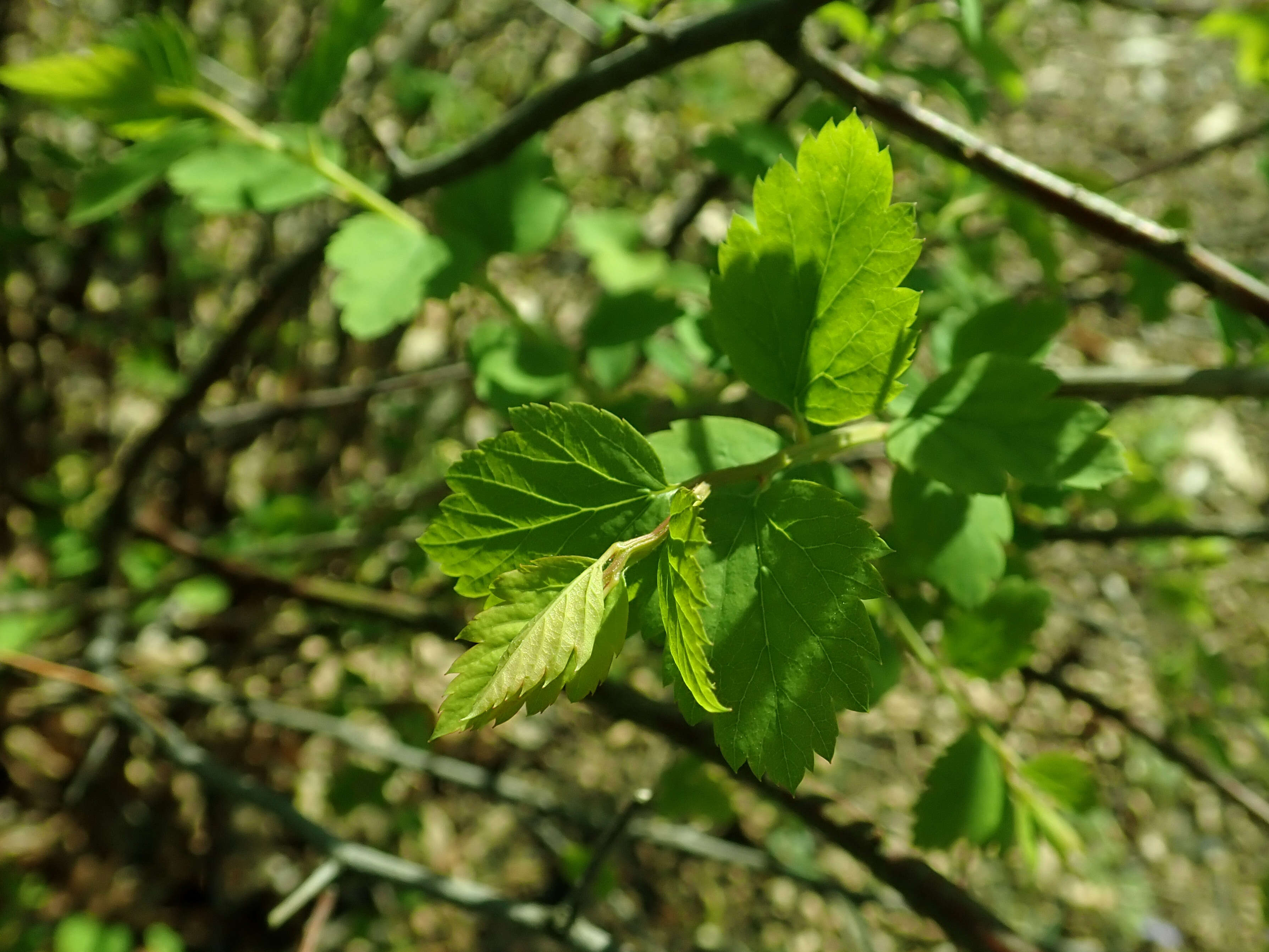 Image of Spiraea nipponica Maxim.