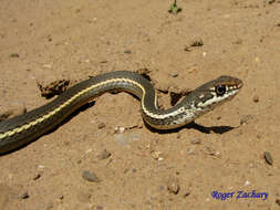 Image of California whipsnake