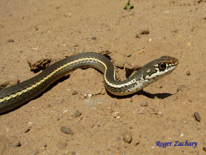 Image of California whipsnake