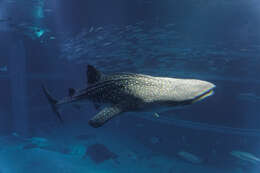 Image of whale sharks