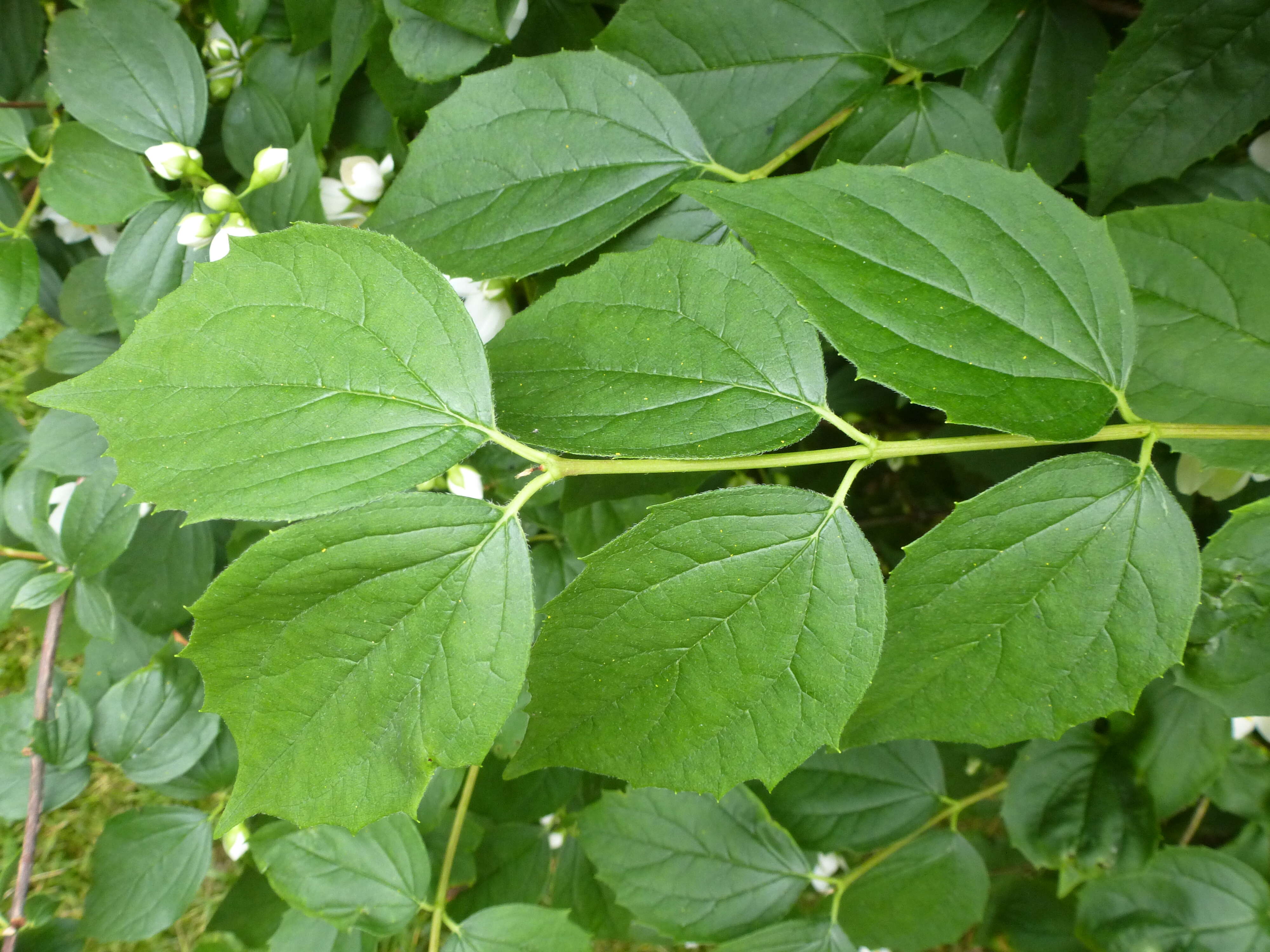 Image of sweet mock orange