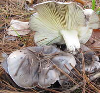 Imagem de Tricholoma portentosum (Fr.) Quél. 1873