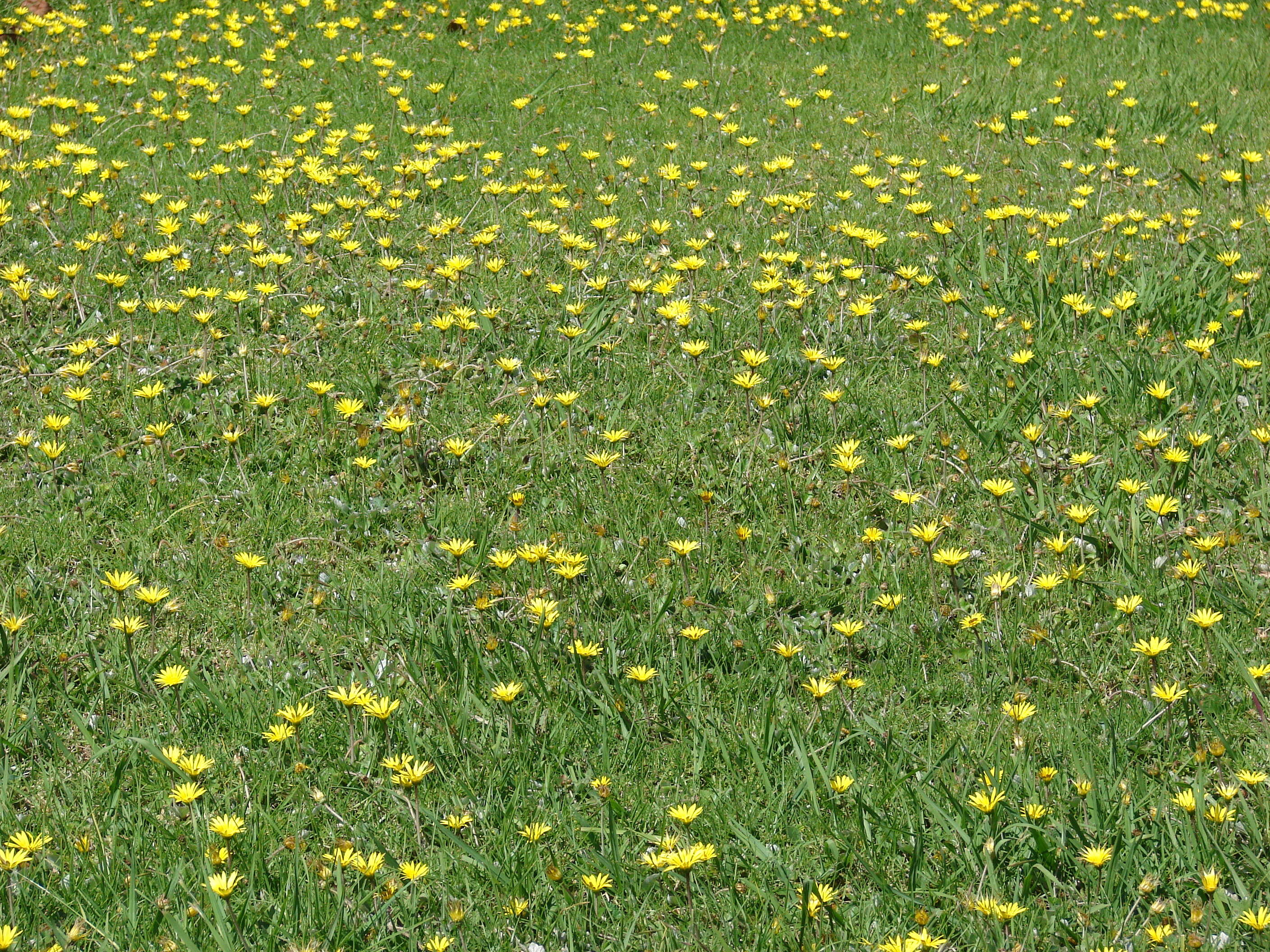 Image of Capeweed