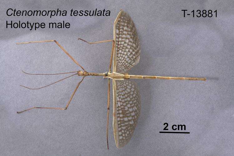 Image of Phasmatinae