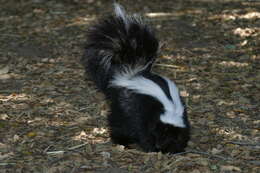 Image of Hooded and Striped Skunks