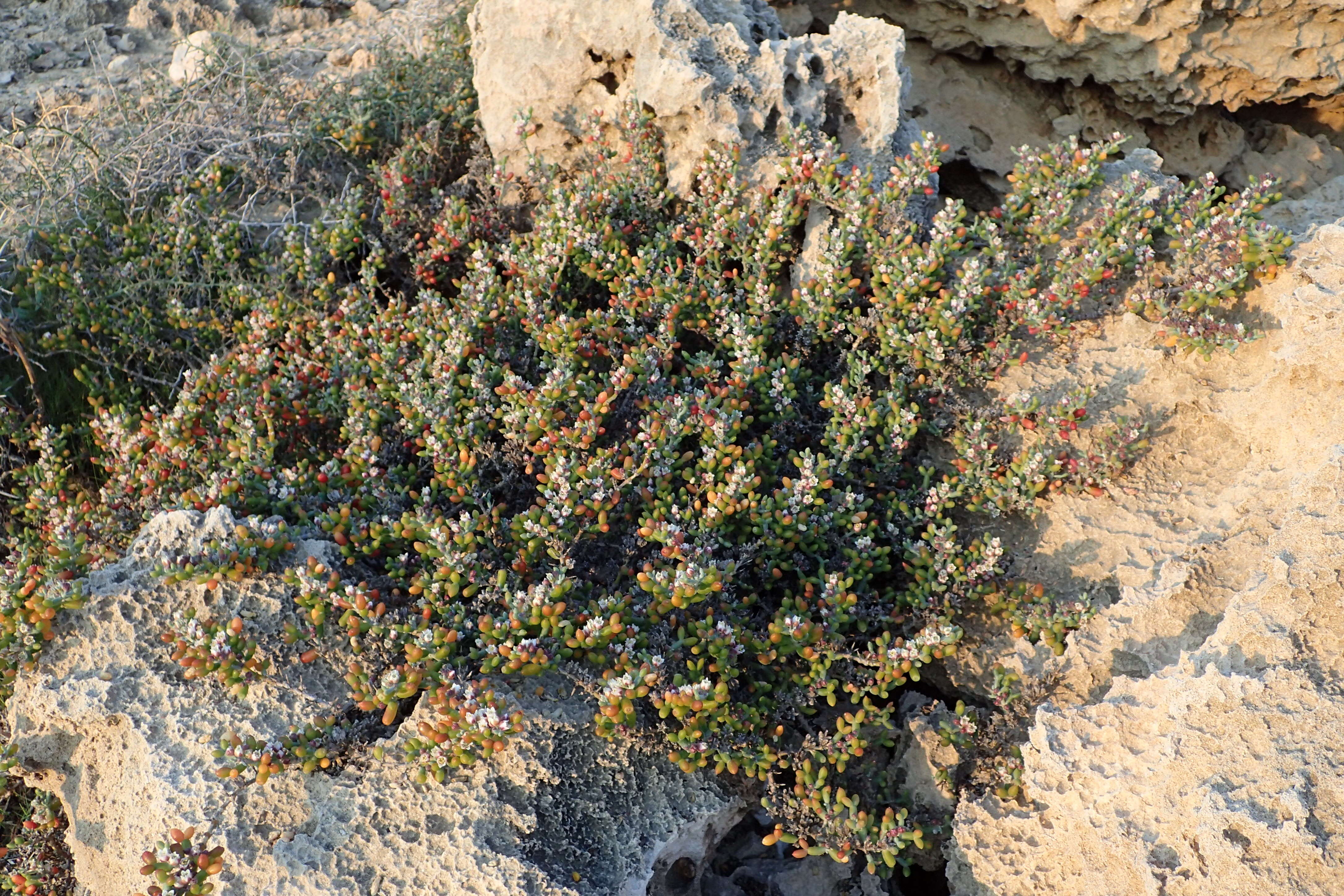 Image of Tetraena alba (L. fil.) Beier & Thulin