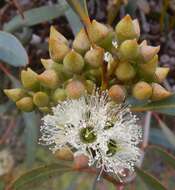 Imagem de Eucalyptus diversifolia Bonpl.