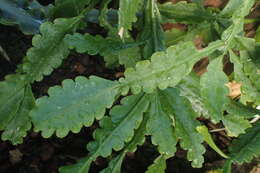 Image of Rhipsalis crispata Pfeiff.