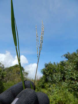 Imagem de Digitaria abyssinica (Hochst. ex A. Rich.) Stapf