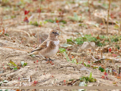 Image of Asian Crimson-winged Finch