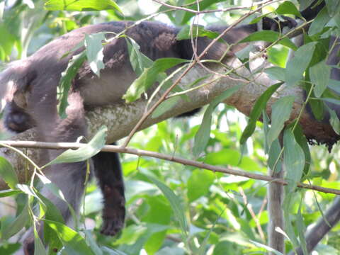 Image of Dusky Langur