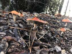 Image of Leratiomyces ceres (Cooke & Massee) Spooner & Bridge 2008