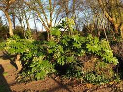Image of fatsia