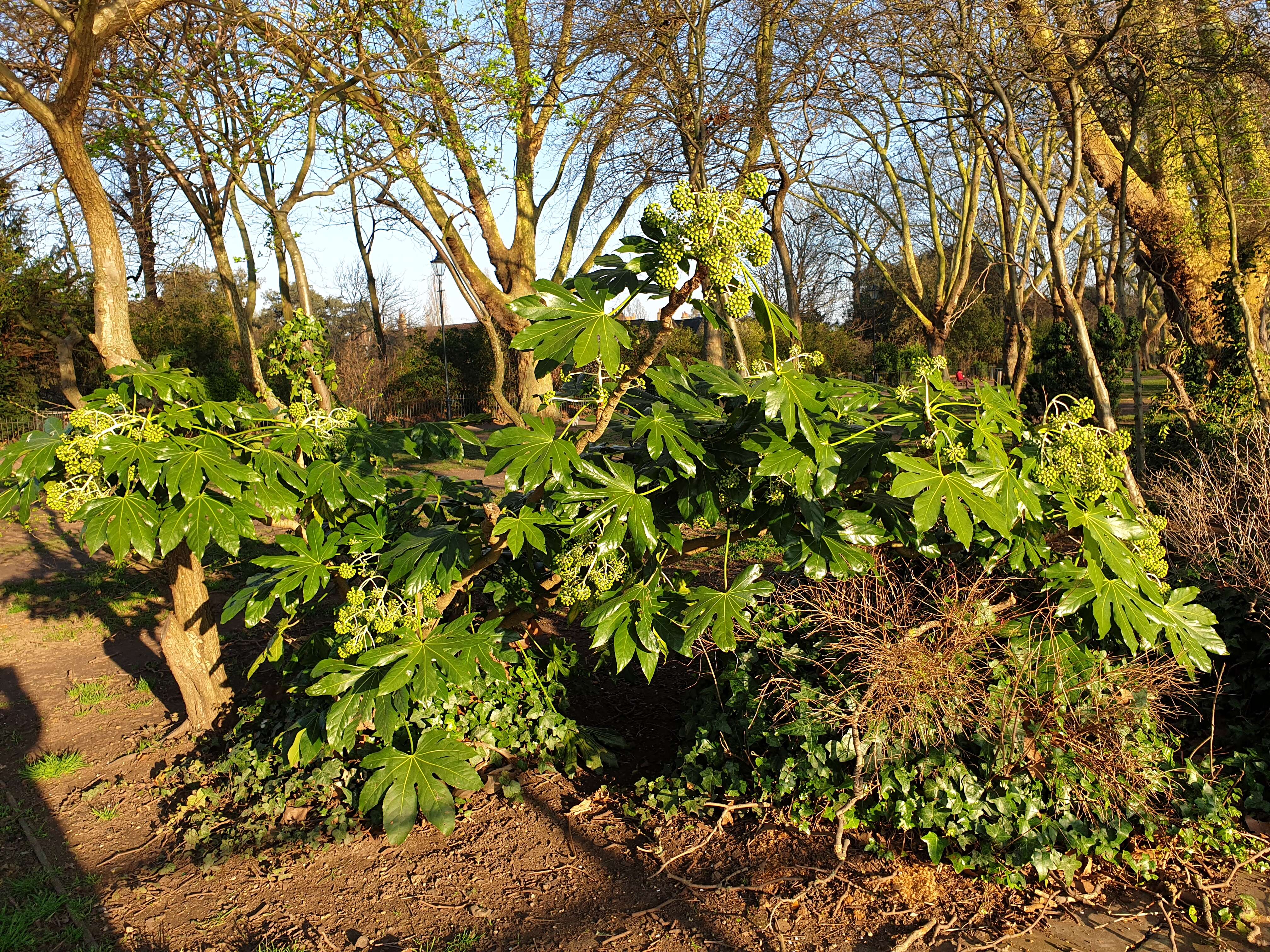 Image of fatsia