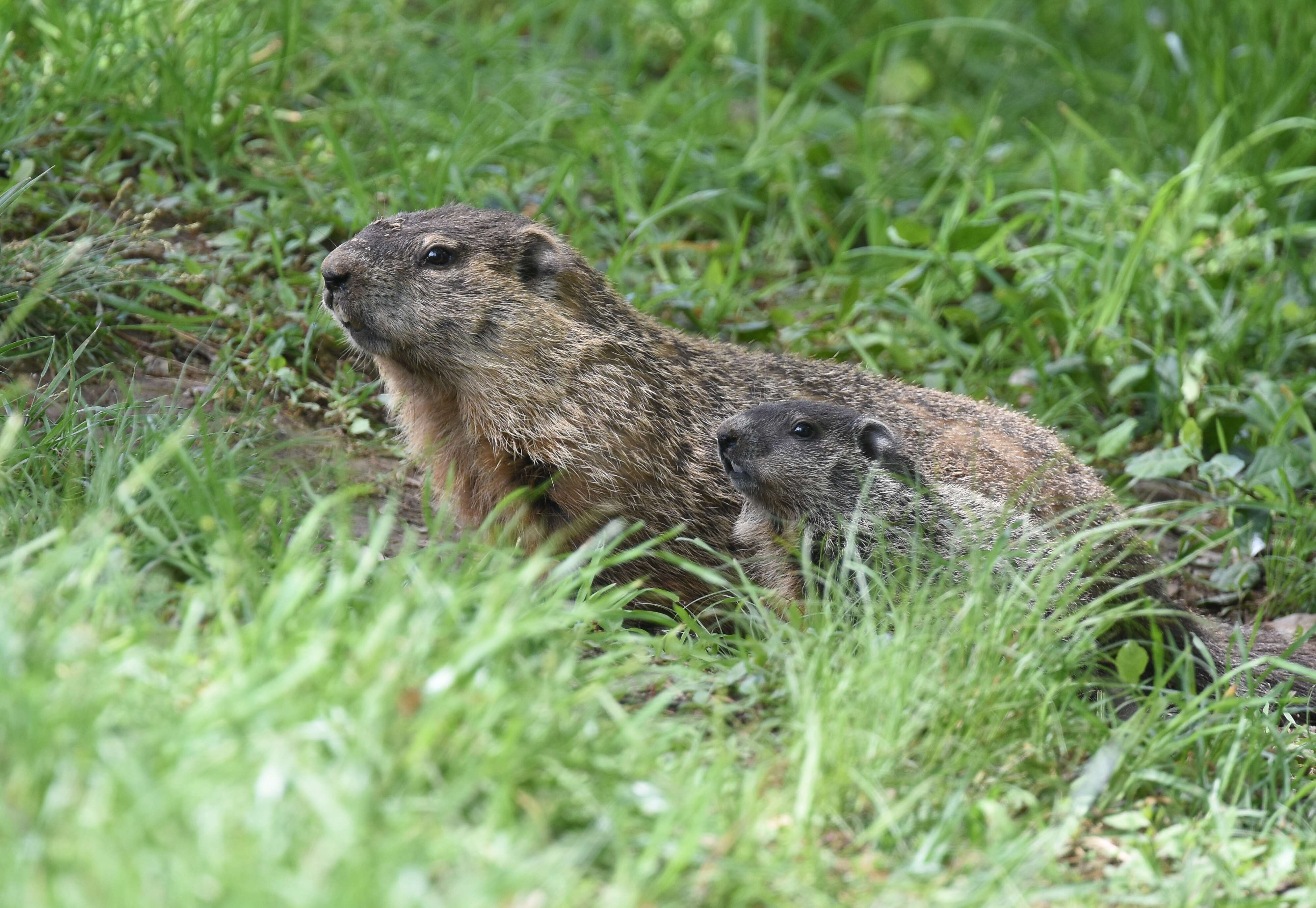 Sivun Marmota subgen. Marmota Blumenbach 1779 kuva