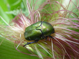 Image of Protaetia (Potosia) cuprea (Fabricius 1775)