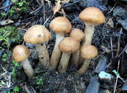 Image of Armillaria gallica Marxm. & Romagn. 1987