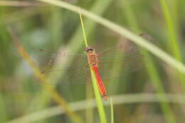 Image of spotted darter