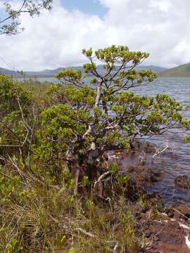 Image of New Caledonia retrophyllum