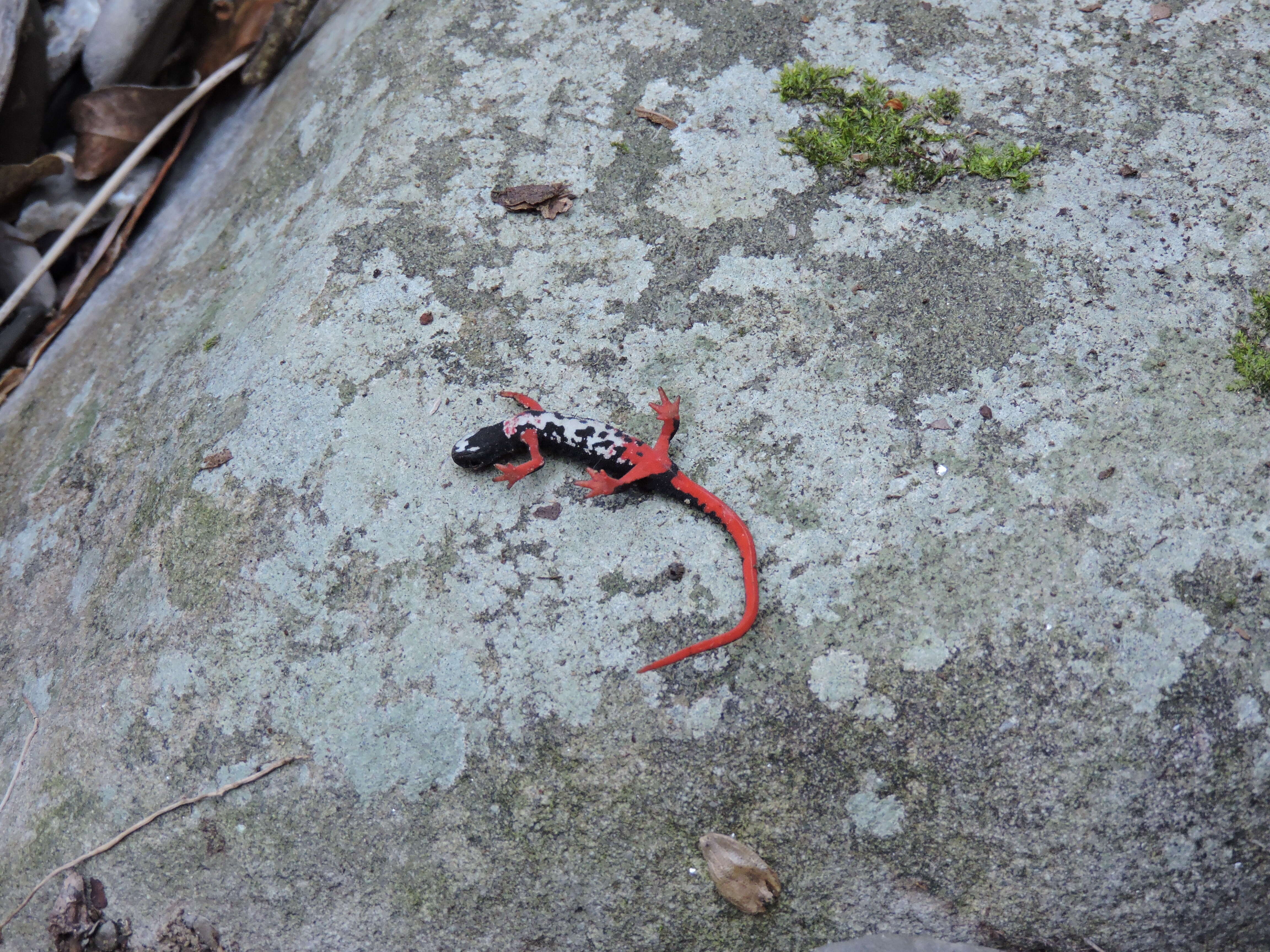 Image of Spectacled Salamander