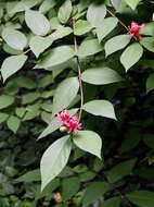 Image de Calycanthus floridus L.