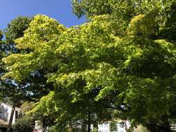 Image of Japanese maple