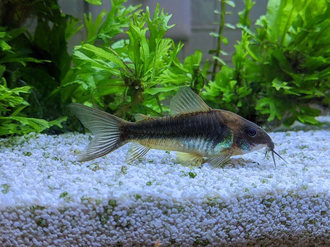 Image of bronze corydoras