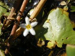 Image of Water-snowflake