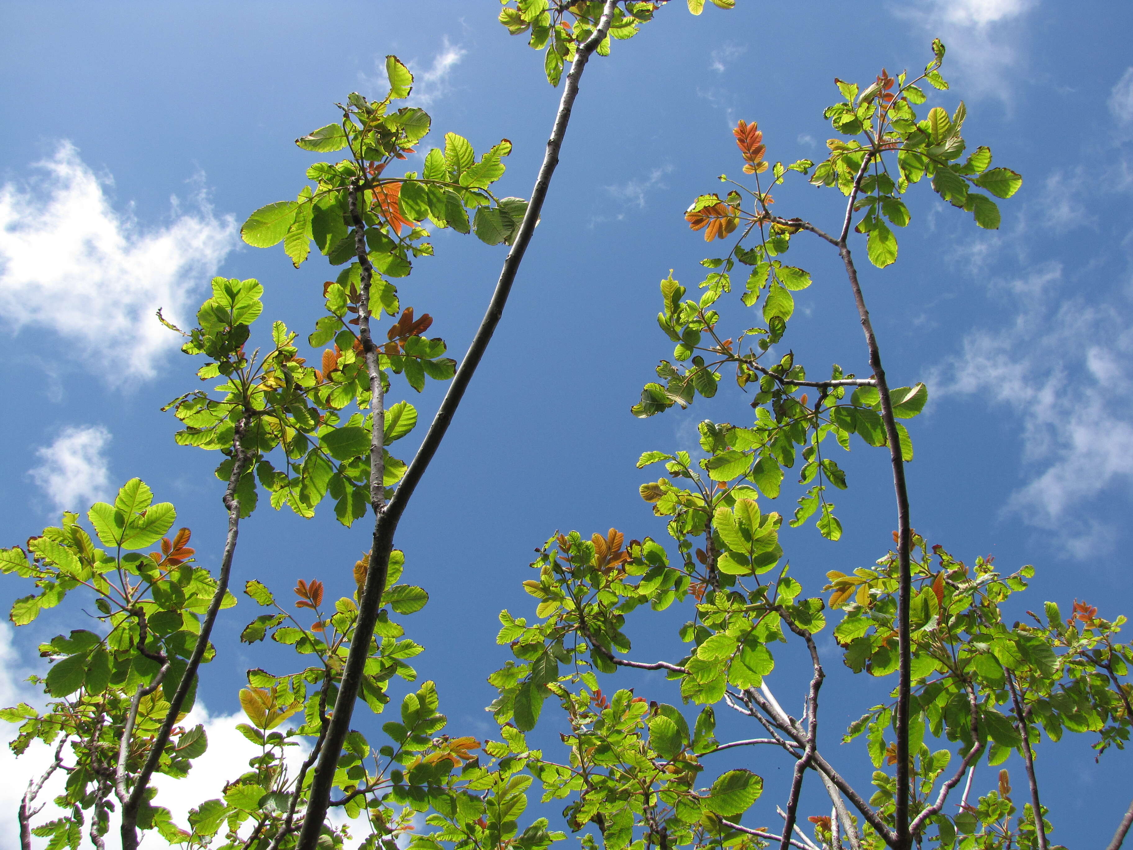 Sivun Rhus sandwicensis A. Gray kuva