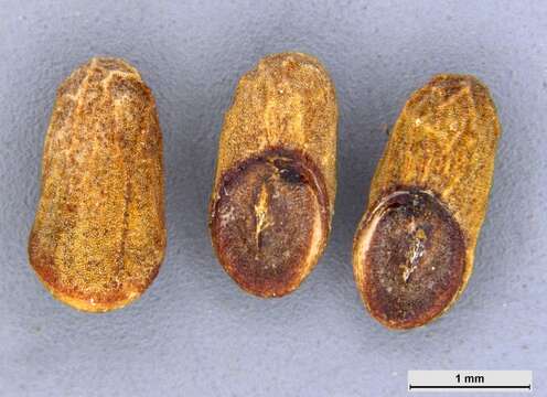 Prostanthera eurybioides F. Muell. resmi