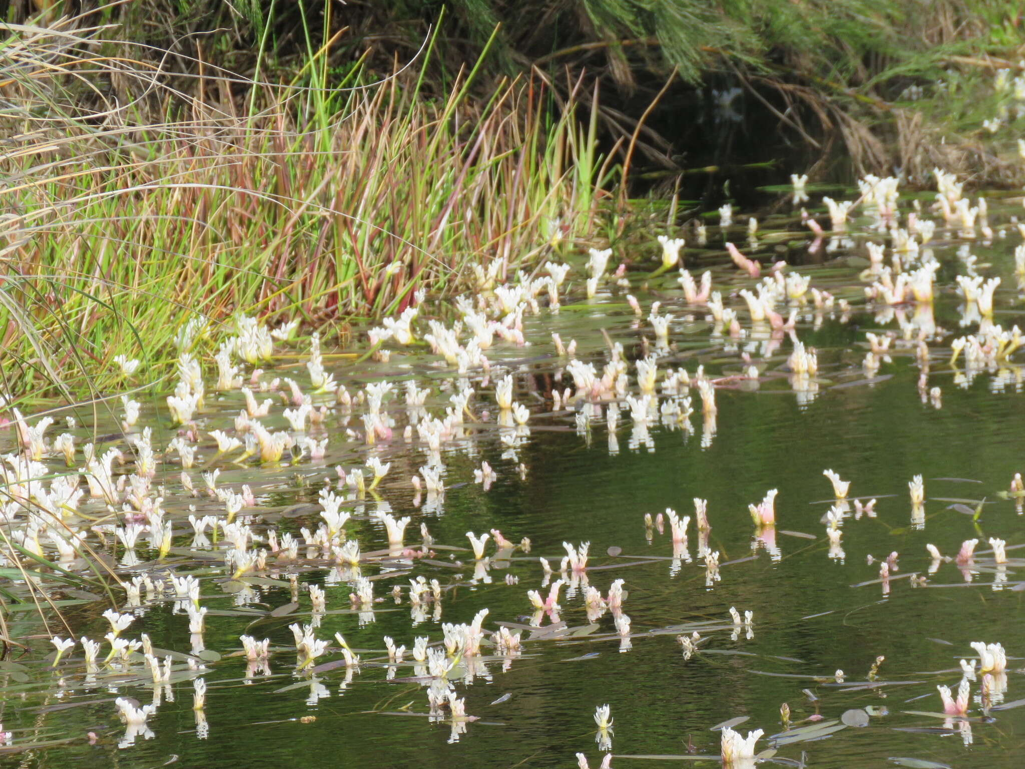 Image of Cape pondweed