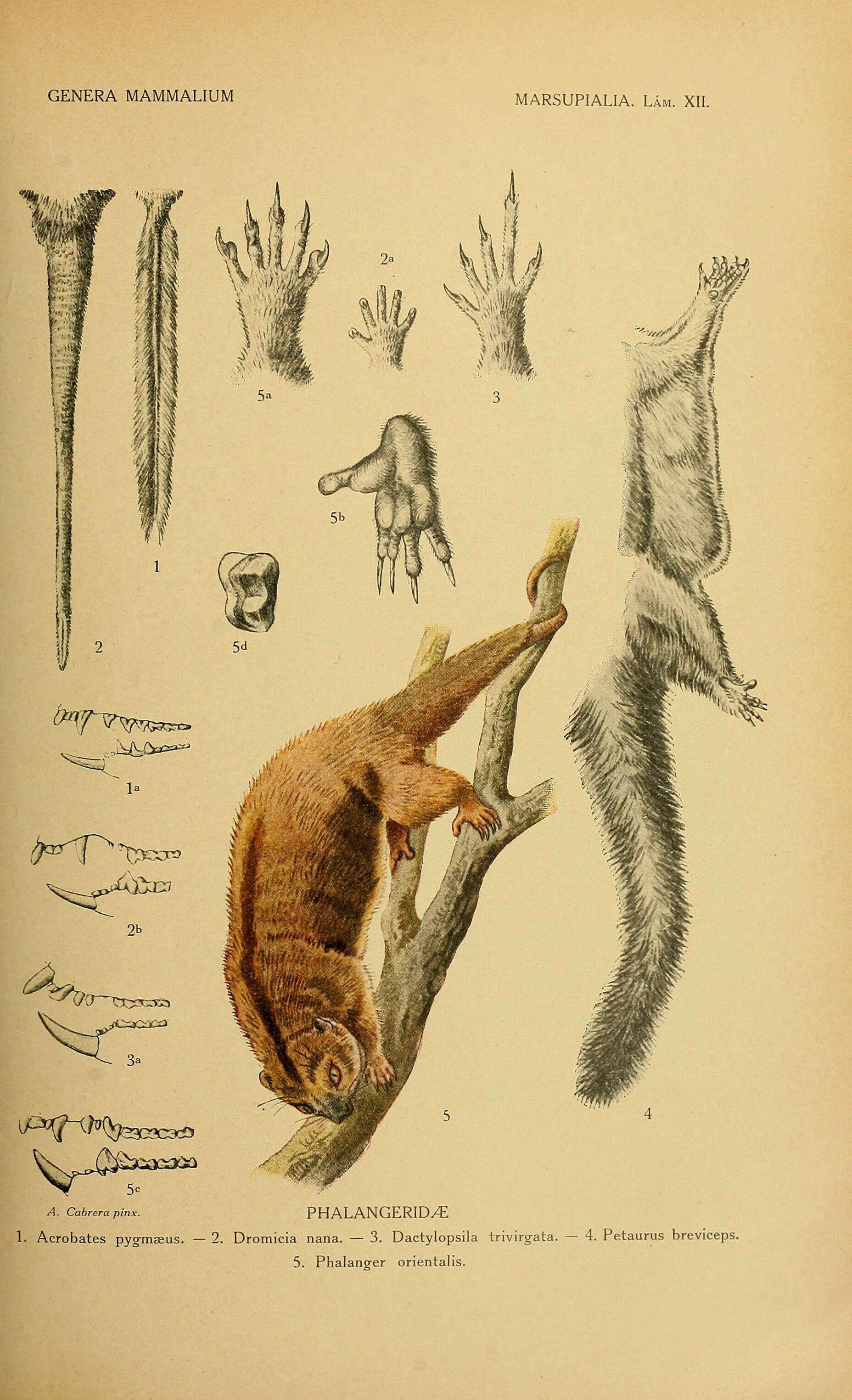 Image of Common Cuscuses