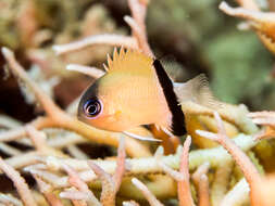 Image of Blackbar chromis