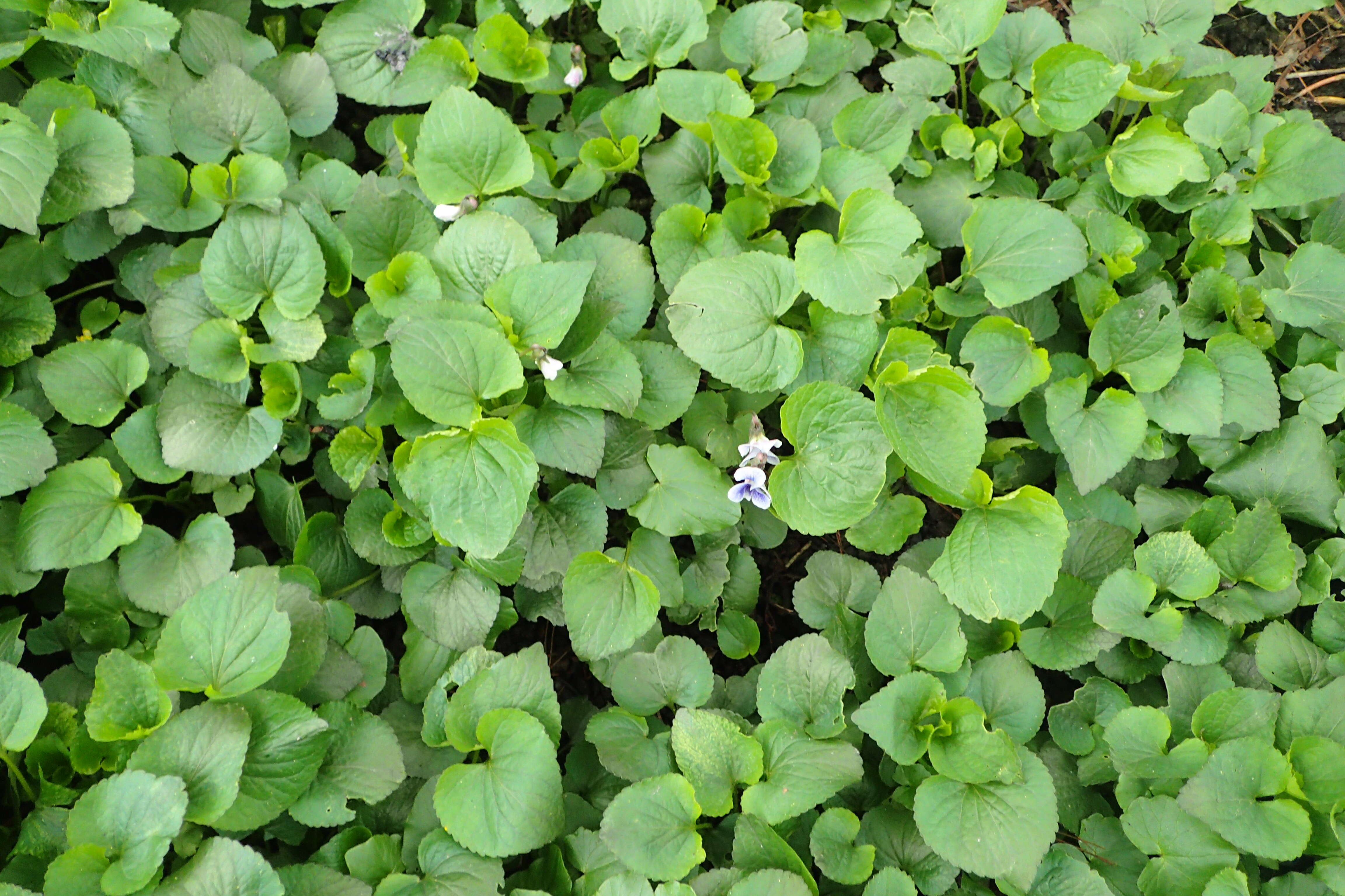 Image of common blue violet