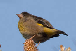 Image of Black-headed Greenfinch