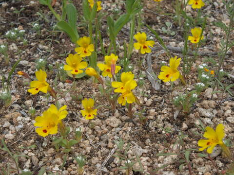 Image of Carson Valley monkeyflower