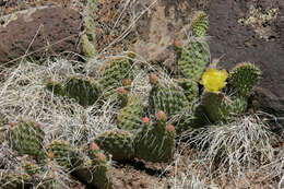 Image of Panhandle Prickly-pear