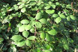 Image of Himalayan blackberry