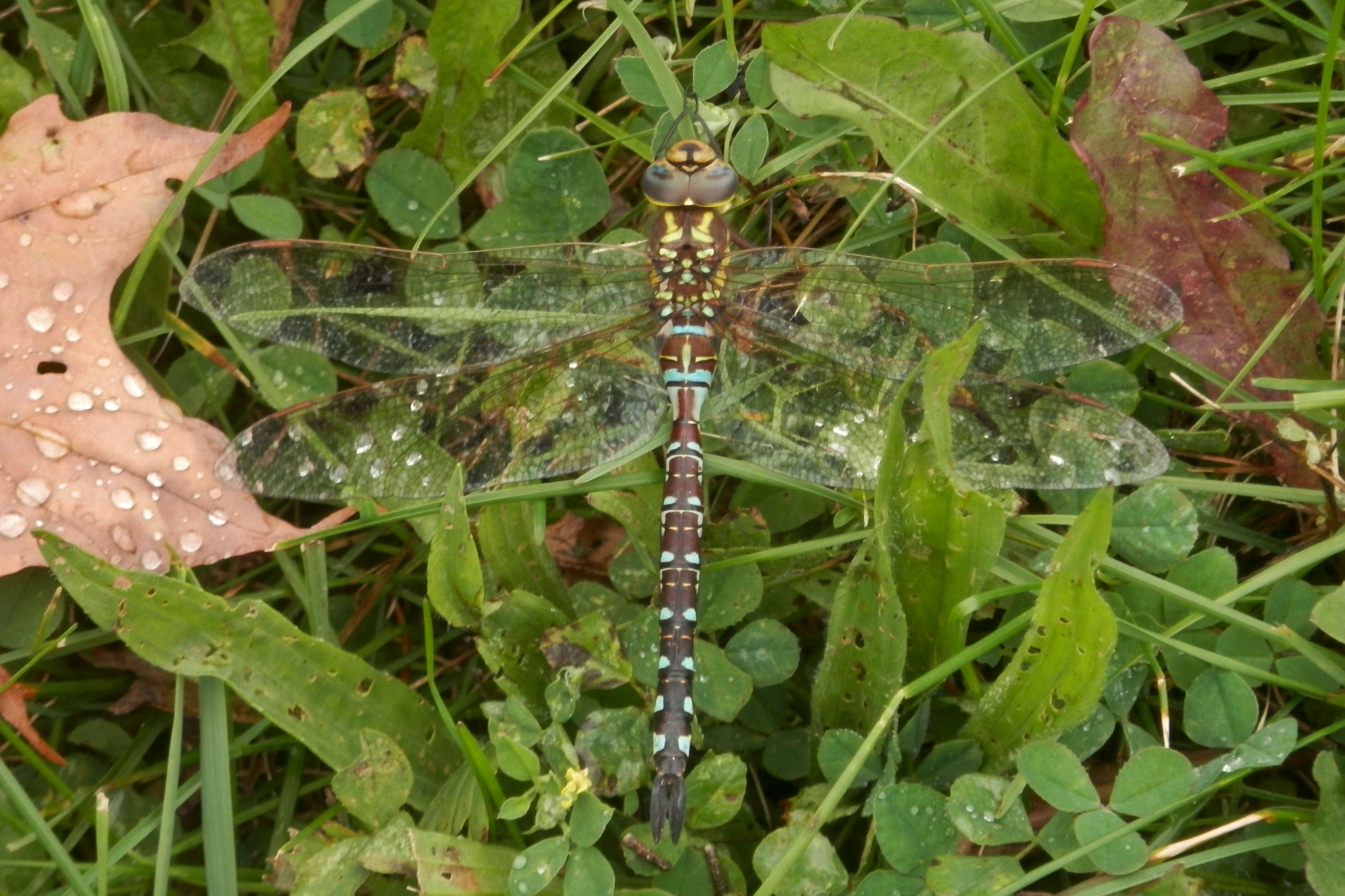 Image of Lance-Tailed Darner