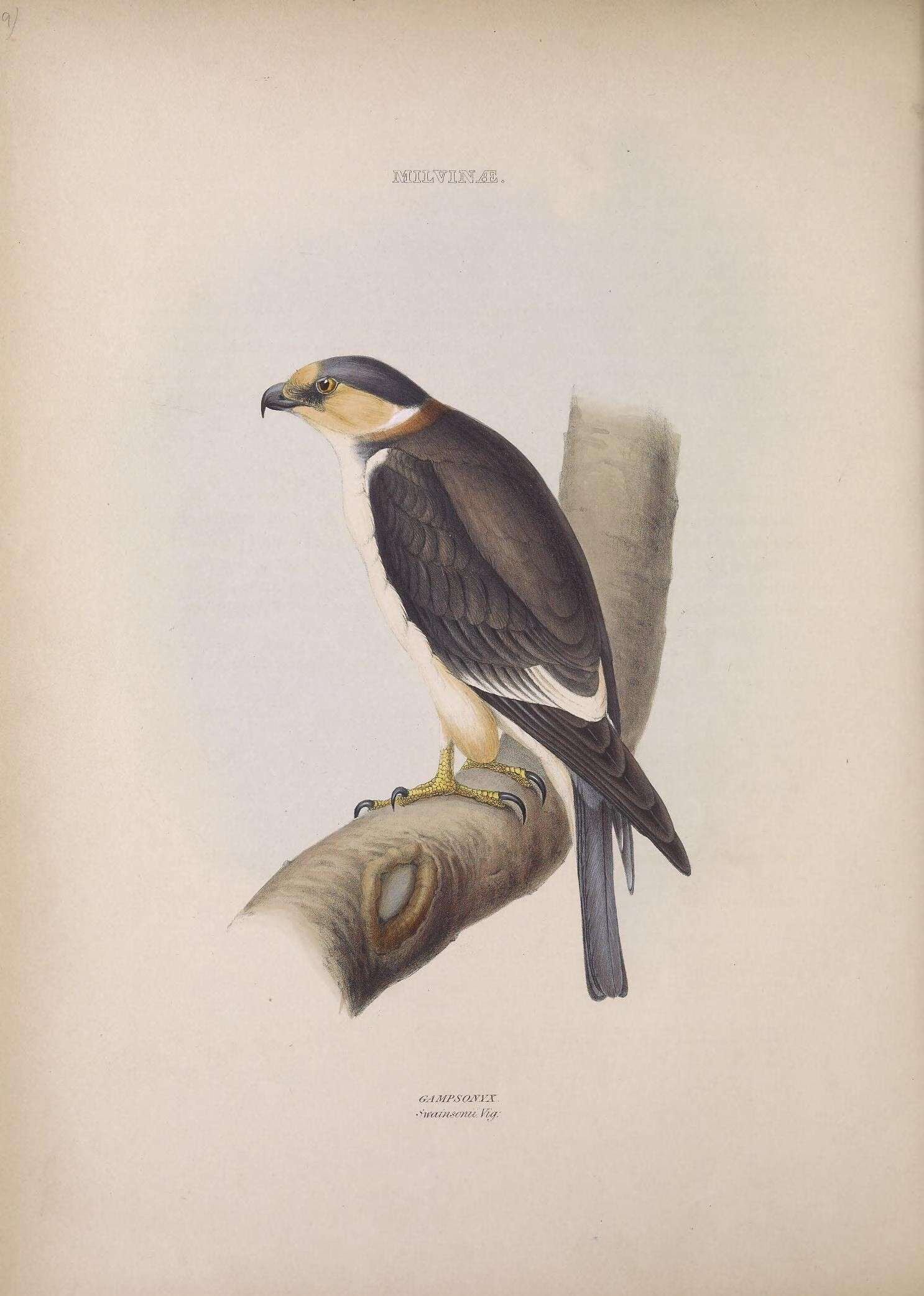 Image de Gampsonyx Vigors 1825