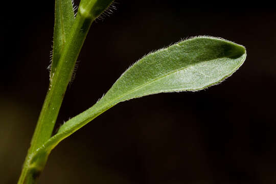 Image of Arizona fleabane