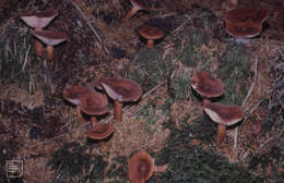 Image of Rufous Milkcap