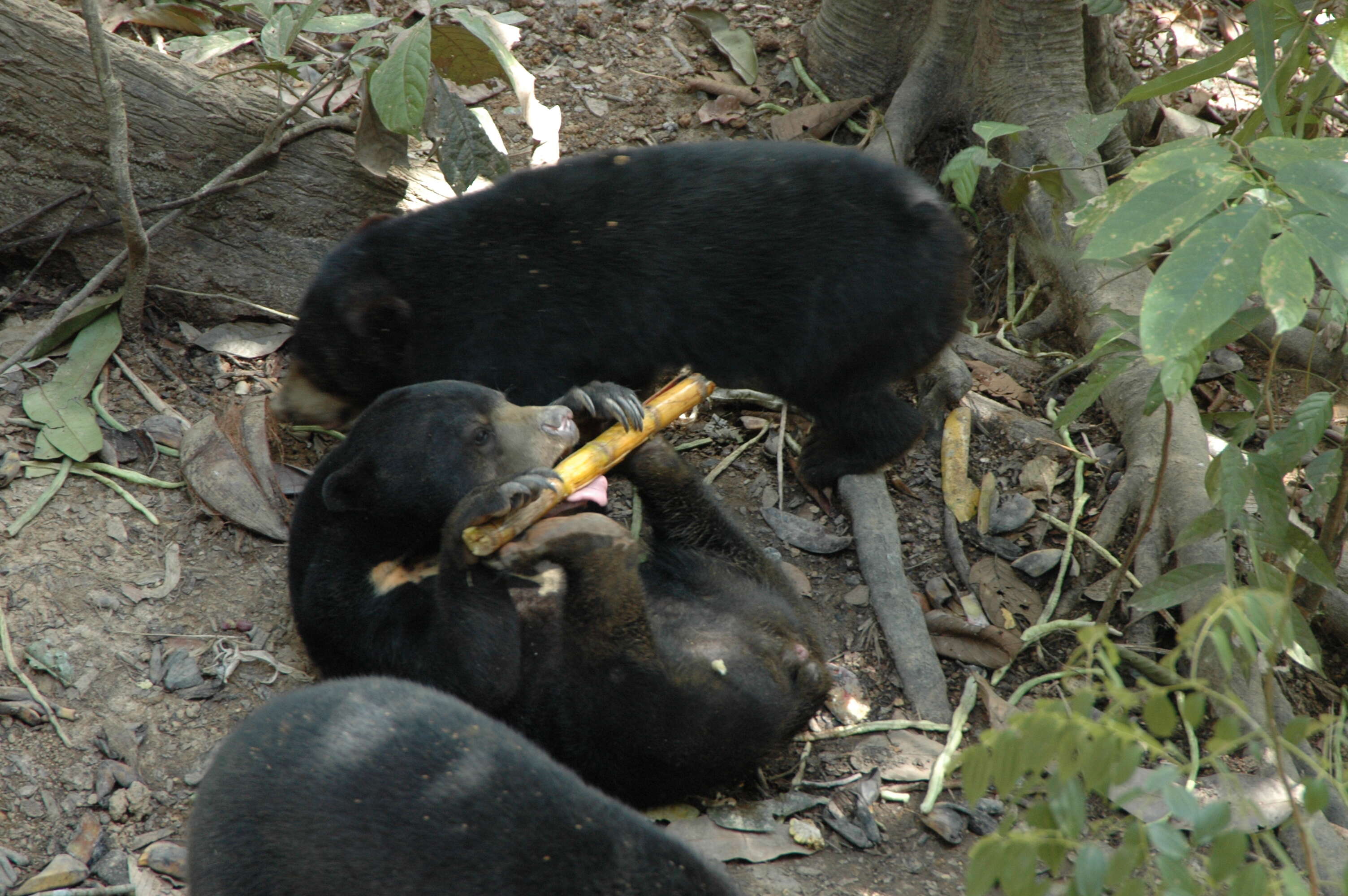 Image of Sun bear