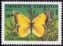 Image of Colias romanovi Grum-Grshimailo 1885