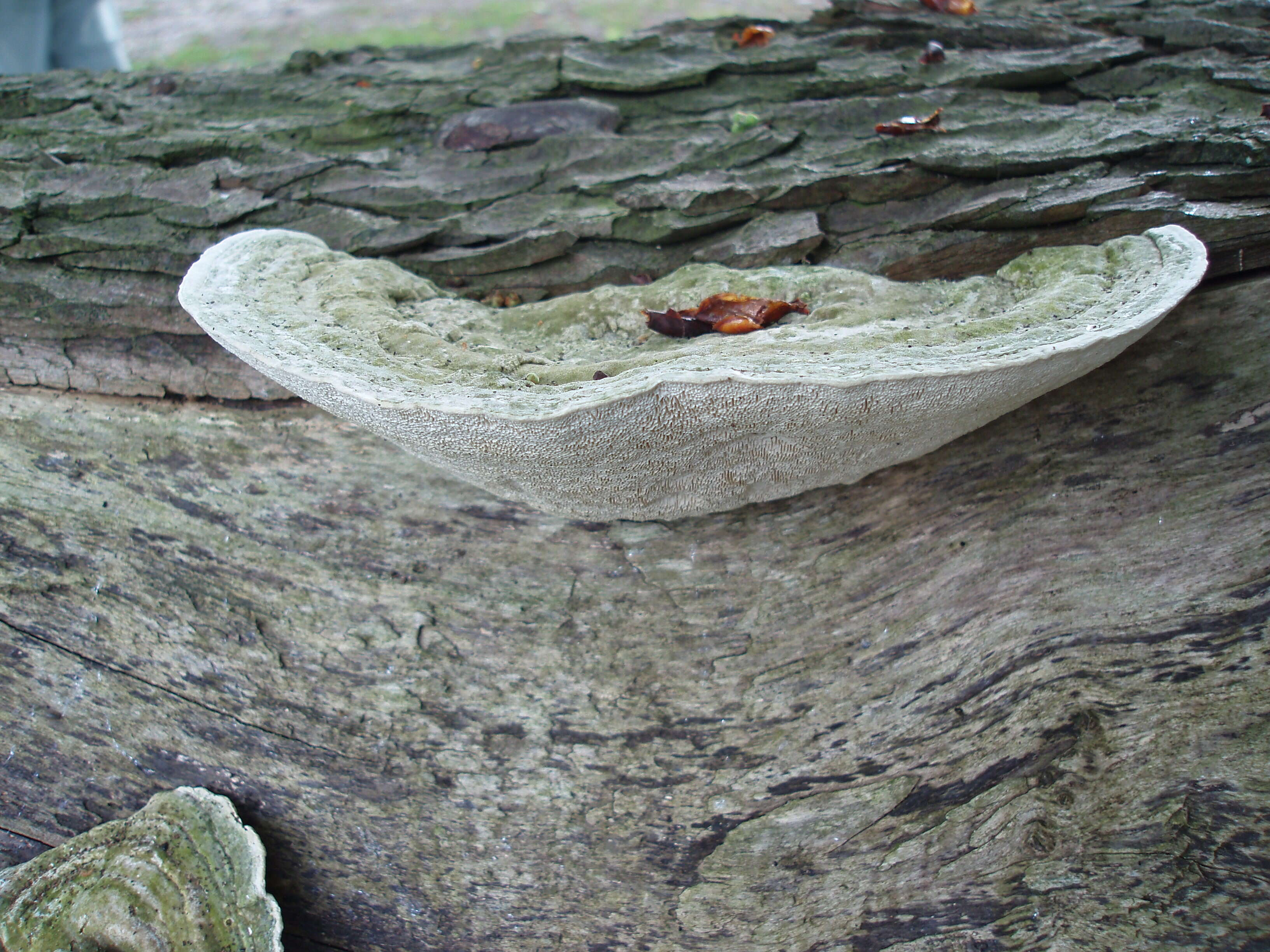 Image of Trametes gibbosa (Pers.) Fr. 1838