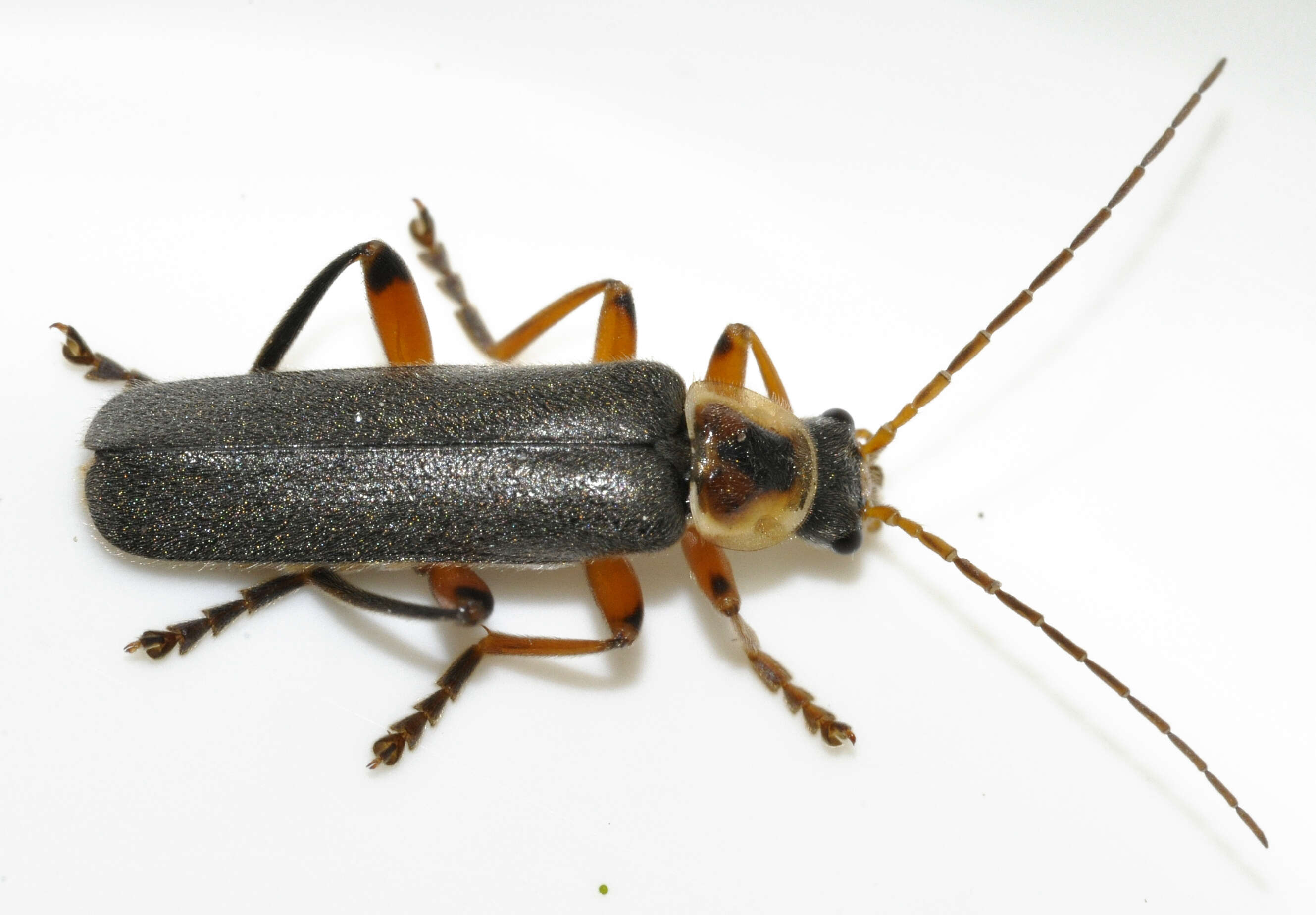 Imagem de Cantharis nigricans