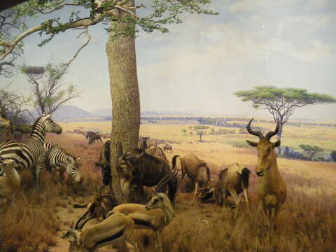 Image of Hartebeest