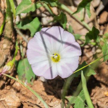 Image of Field Bindweed