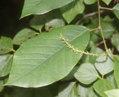 Image of Neoshirakia japonica (Siebold & Zucc.) Esser