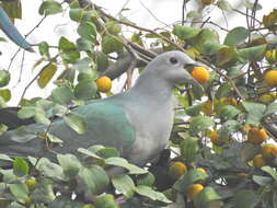 Image of Indian Jujube